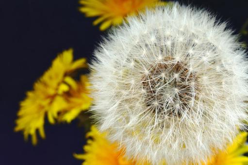 From Dandelions to New Life: Reimagining a Dying Church