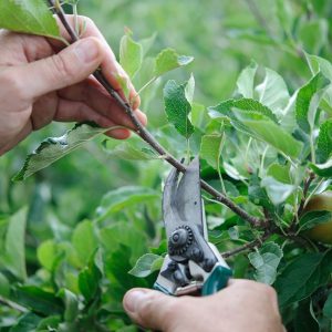 Letting Go of Ministries That No Longer Serve: Pruning for a Thriving Church