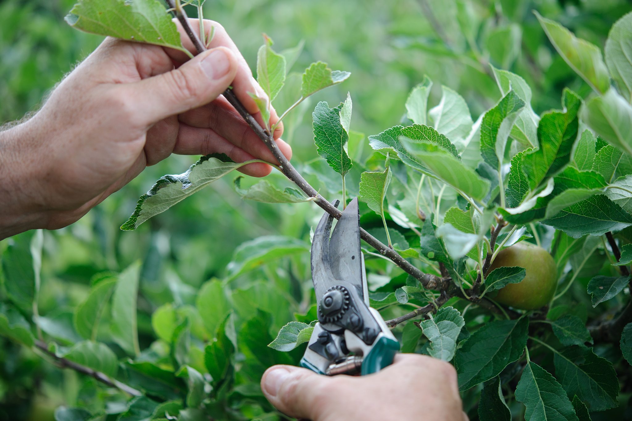 Letting Go of Ministries That No Longer Serve: Pruning for a Thriving Church